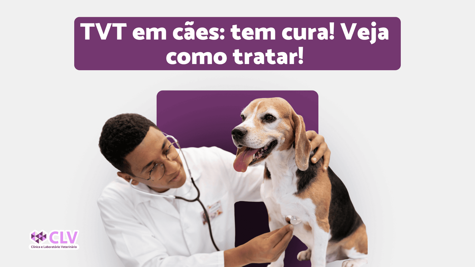 Médico veterinário com estetoscópio examinando um cachorro no consultório veterinário