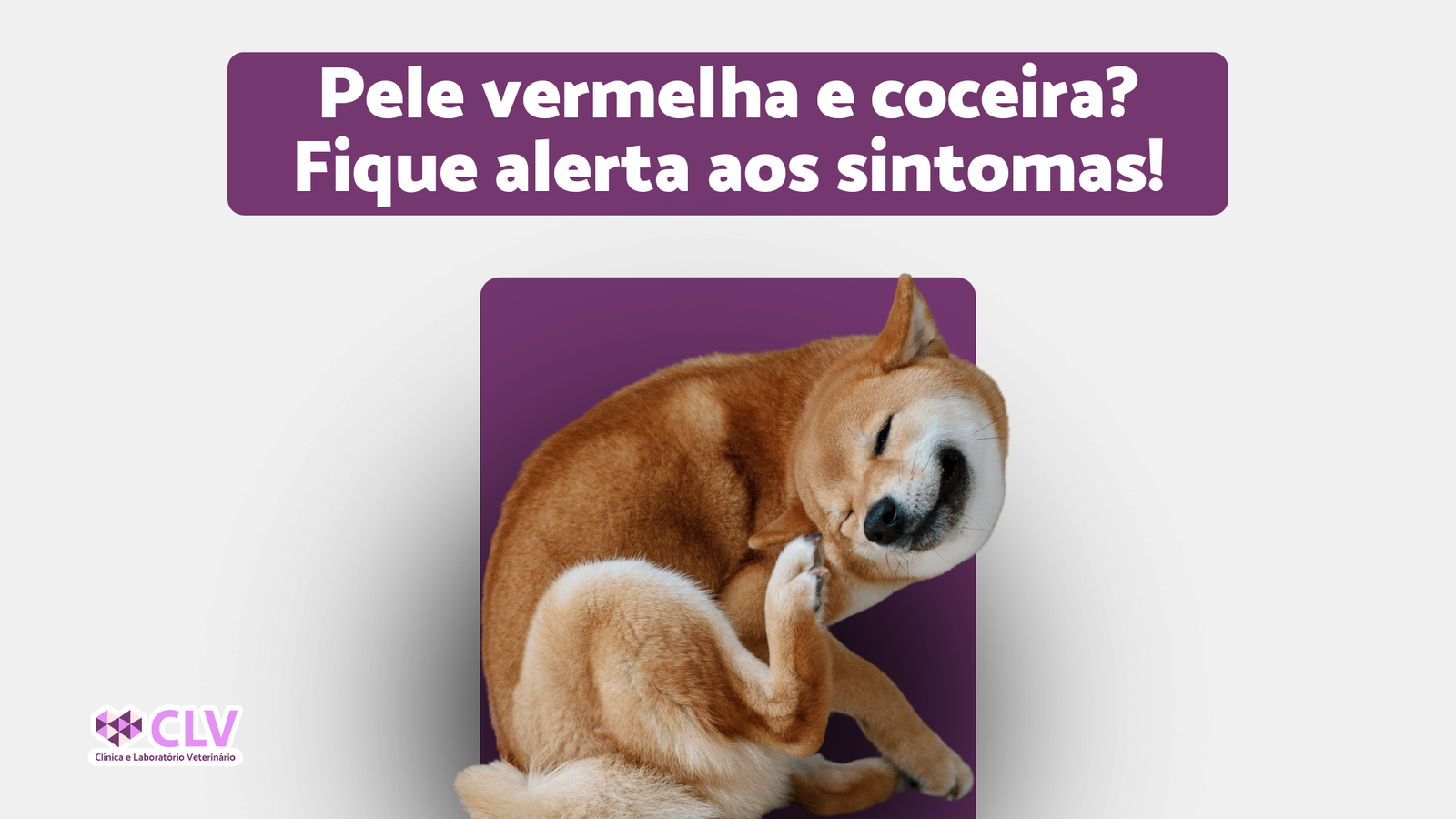 pele vermelha e coceira, alerta para os sinais, alergias de pele em pets clv oriximina