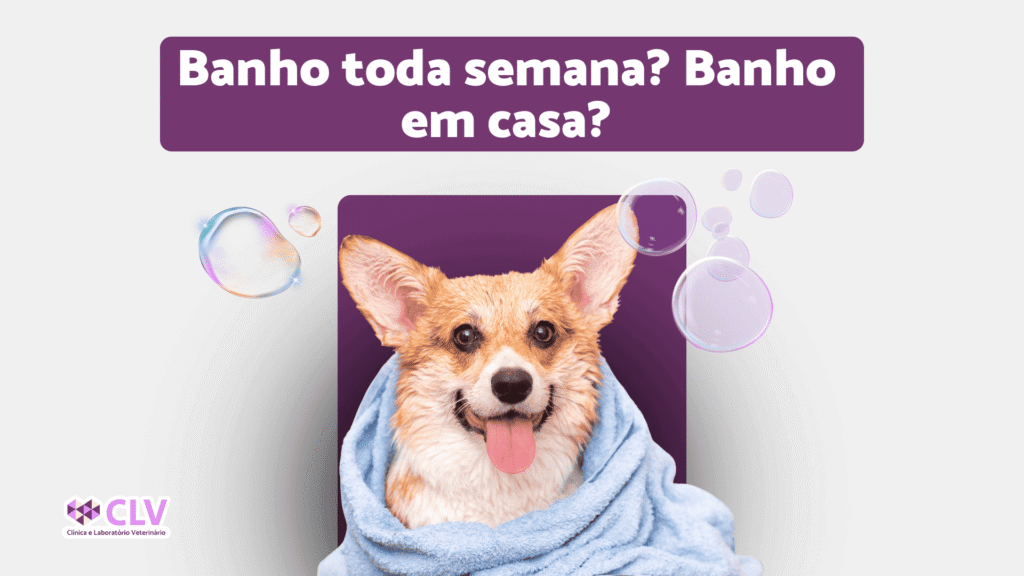 banho e tosa CLV oriximiná - banho tosa semana?