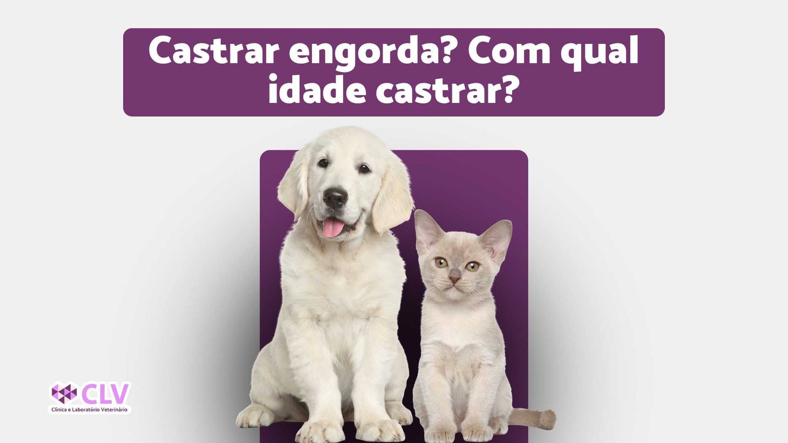 castrar engorda? com qual idade castrar? castração em oriximina CLV veterinario