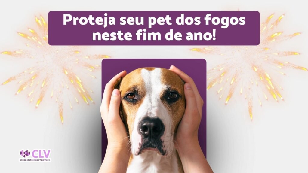 pet com medo de fogos, como proteger no fim de ano, CLV oriximina veterinario clinica e laboratório