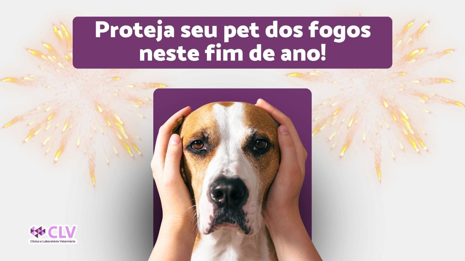 pet com medo de fogos, como proteger no fim de ano, CLV oriximina veterinario clinica e laboratório