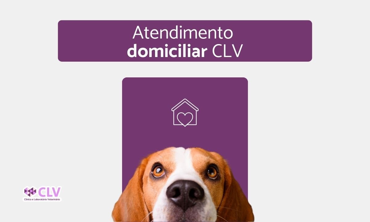 atendimento domiciliar veterinario CLV oriximina